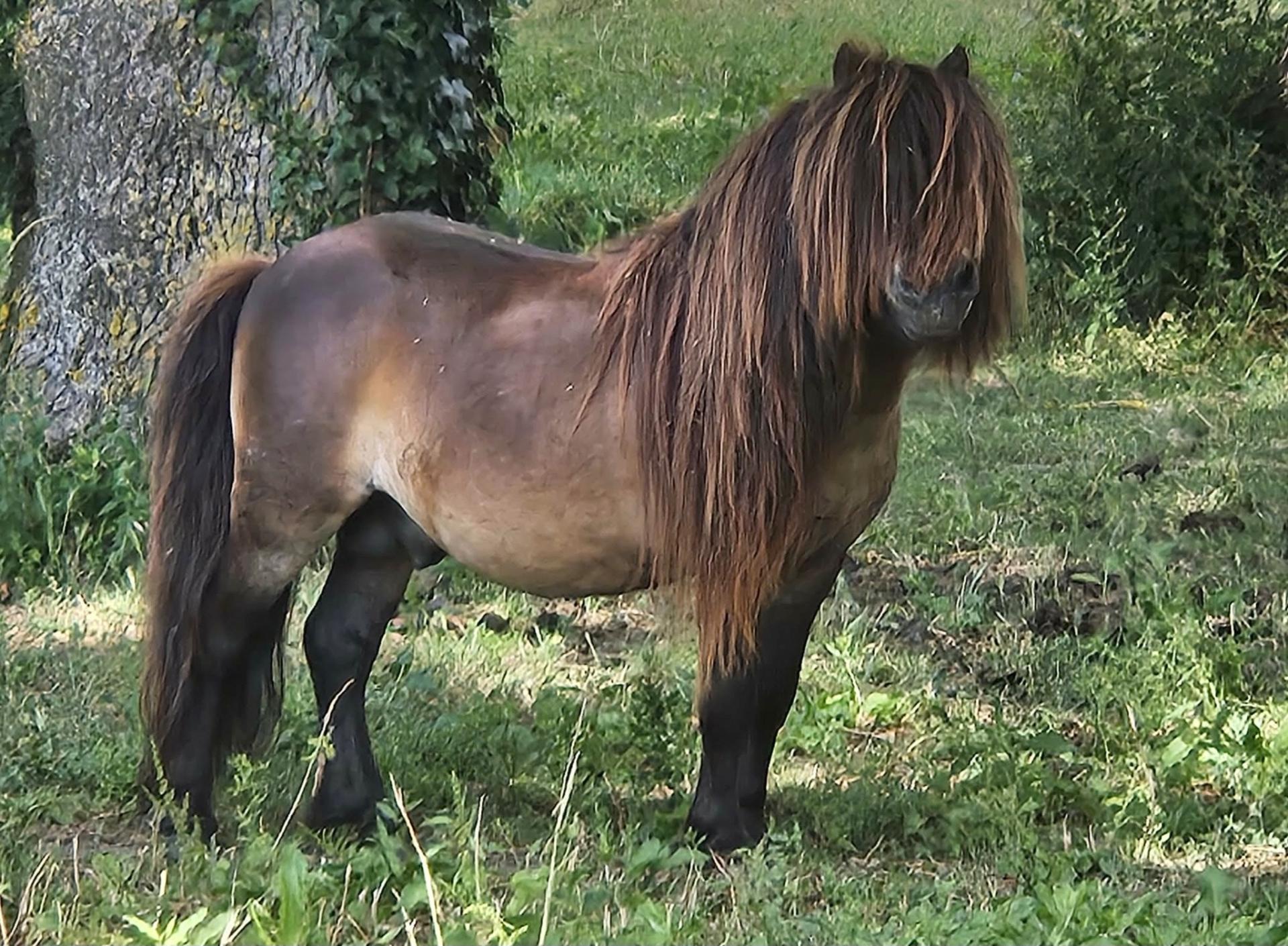Bohn de mehalee 1